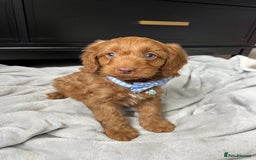 Cavapoo dogs for sale: Stunning Cavapoos  - Image 6