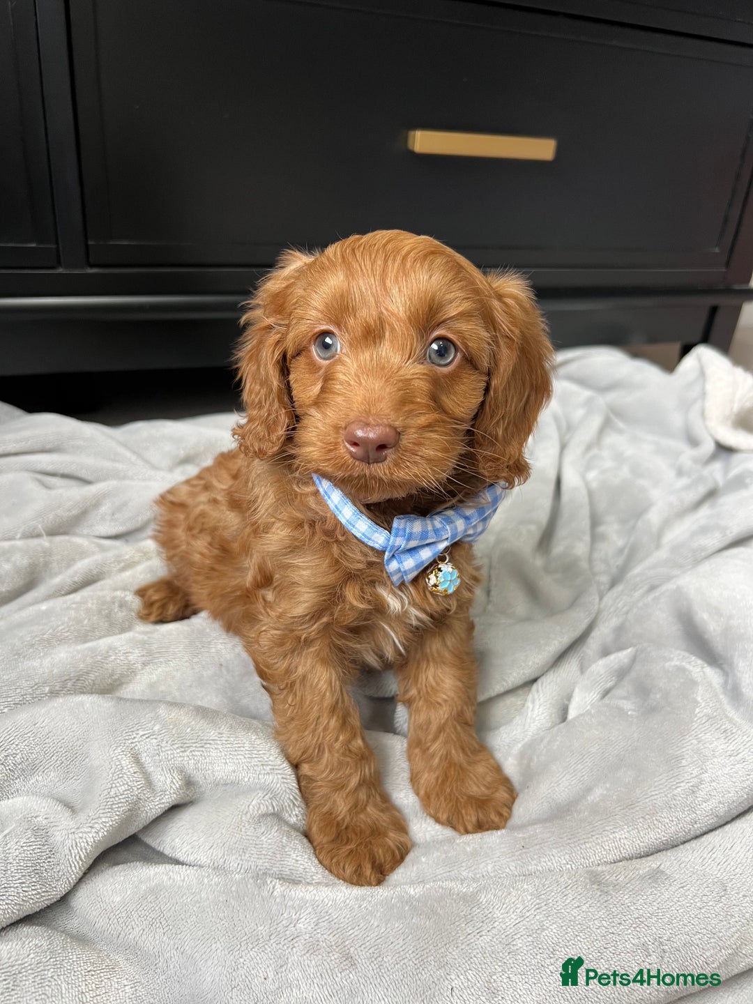 Cavapoo dogs for sale: Stunning Cavapoos  - Image 6