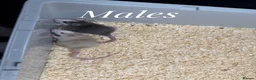 Rat rodents for sale: Mixed sex fancy rats - Advert 7