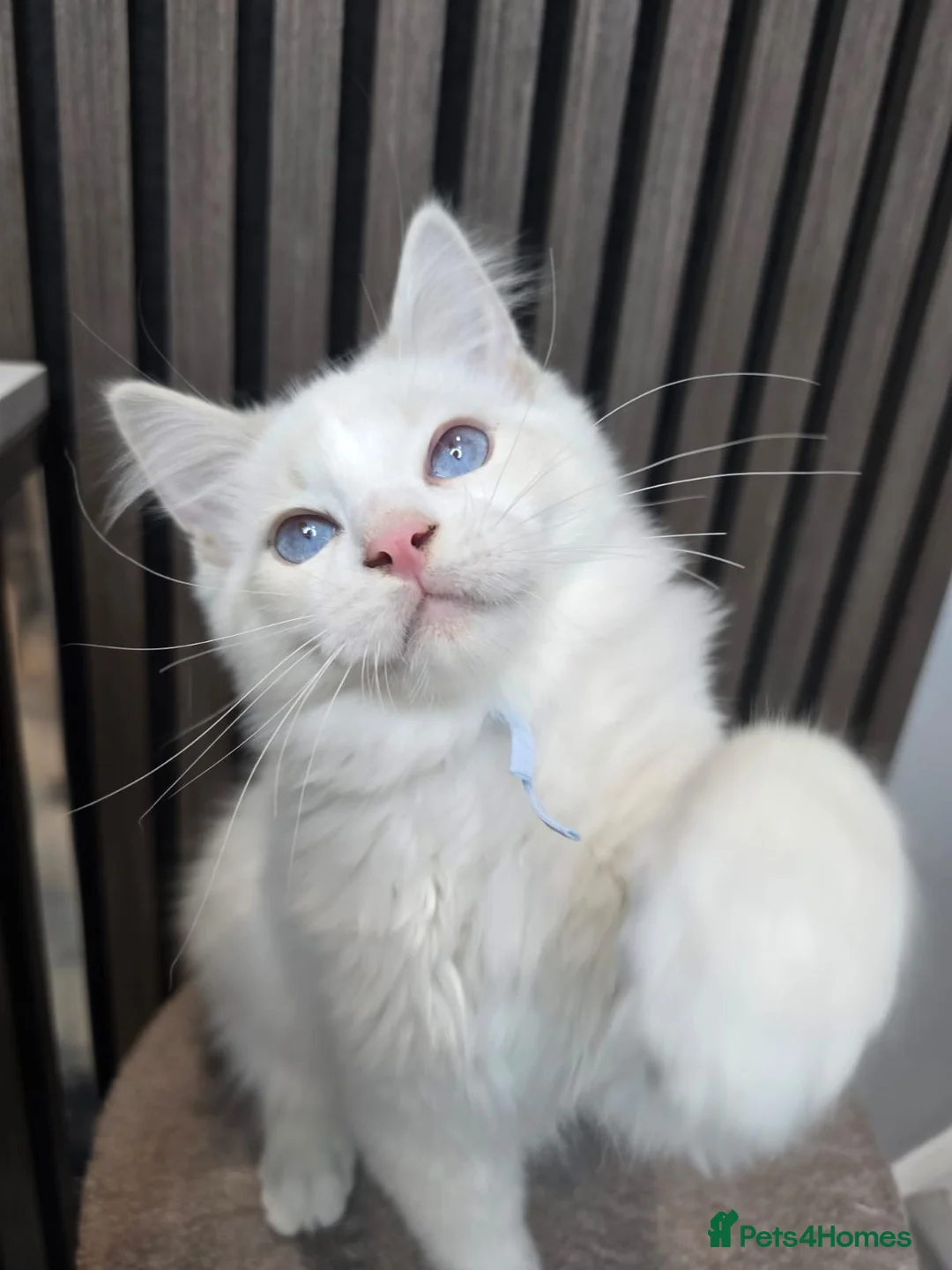 Ragdoll cats for sale: TICA Registered Pedigree Ragdoll Kittens - Advert 2