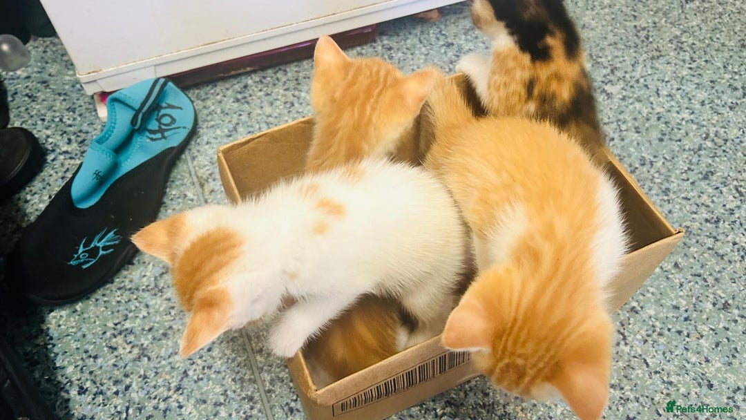 British Shorthair cats for sale: 📢 Kittens & Mum Looking for Loving Homes! - Image 3