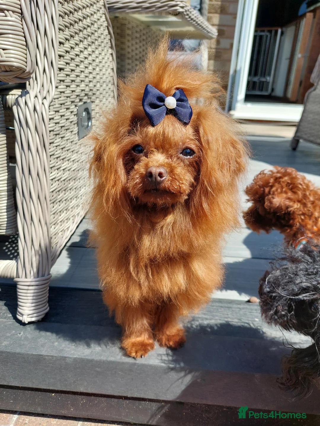 Toy Poodle dogs for stud: Asian poodle boy - Advert 10