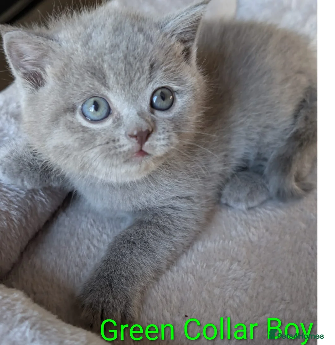 British Shorthair cats for sale: 🐾 Stunning Blue British Longhair & Shorthair  - Advert 11