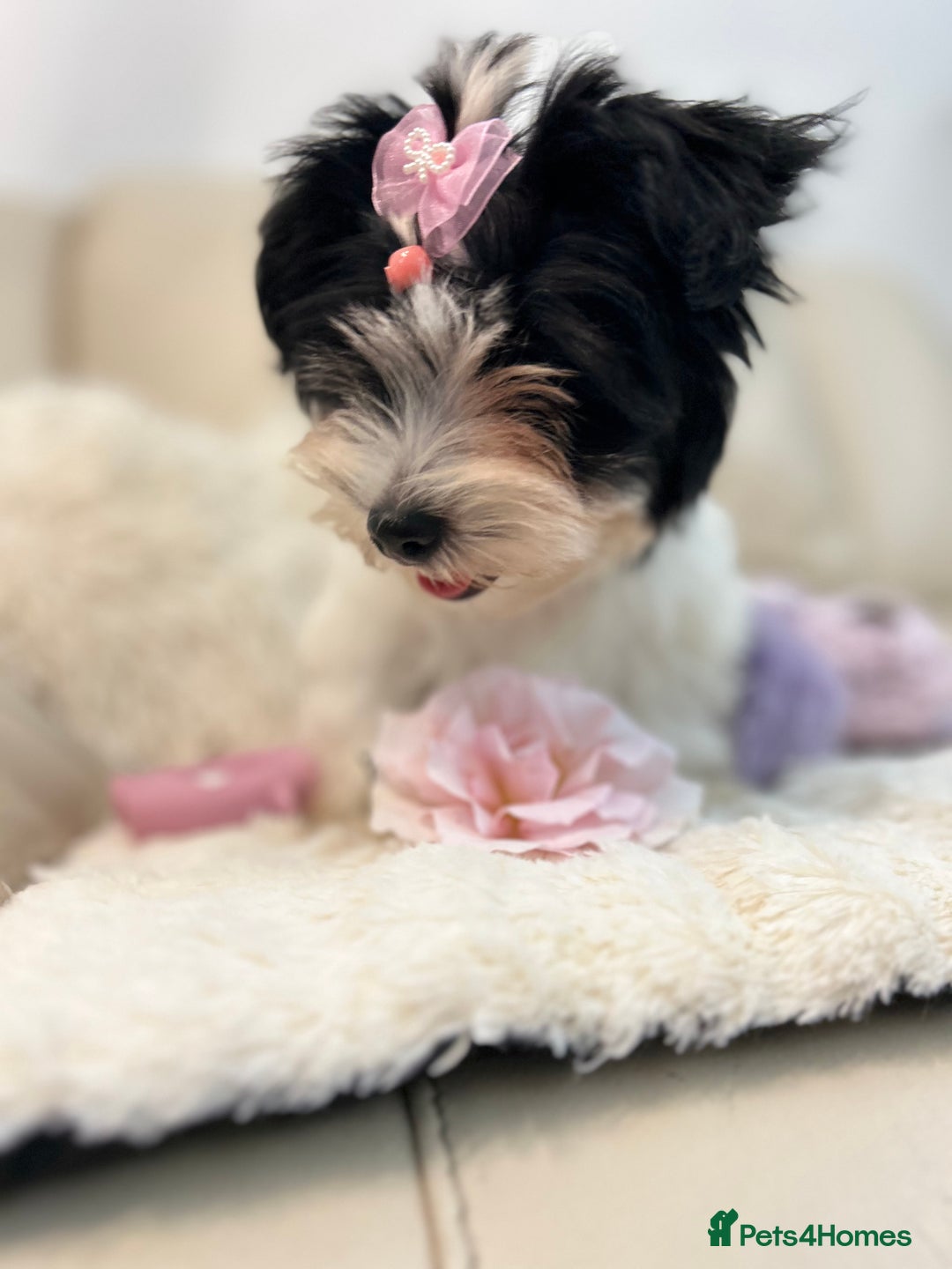 Biewer Terrier dogs for sale: 🩶🩷Biewer-Biro Champion heritage pups! 🐶❤️ - Image 9