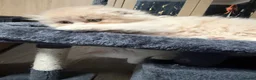 Scottish Fold cats for sale: Fold & Straight Kittens Looking for Loving Homes - Advert 6