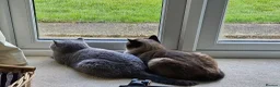 British Shorthair cats for sale: Missy & Cookie - Advert 7