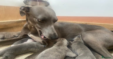 Whippet dogs - Advert 1