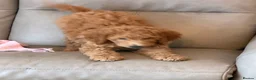 Standard Poodle dogs for sale: Standard Poodle last boy ready now-reduced price - Advert 2
