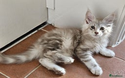 Maine Coon cats for sale: XL Maine Coon kittens - Image 24