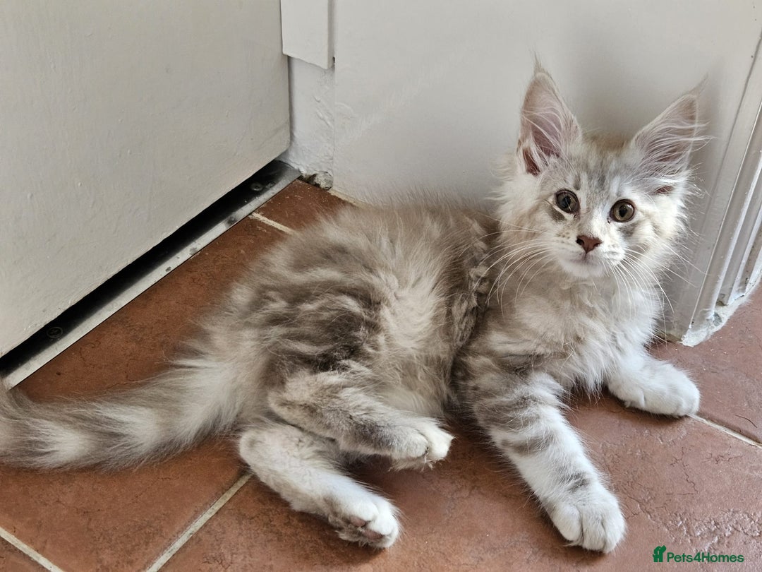 Maine Coon cats for sale: XL Maine Coon kittens - Image 24