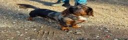 Miniature Dachshund dogs for stud: KC health tested chocolate dapple STUD in Tamworth - Advert 3