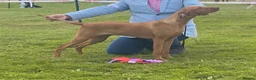 Hungarian Vizsla dogs for sale: Hungarian Vizsla bitch puppies - Advert 8