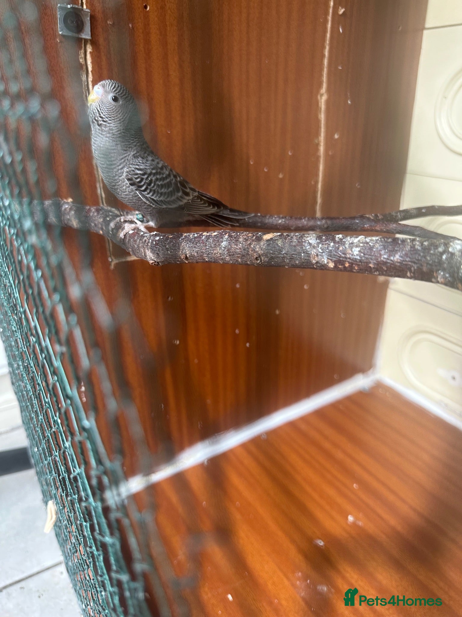 Budgerigars birds Blackface female budgie in Dagenham  - Advert 2