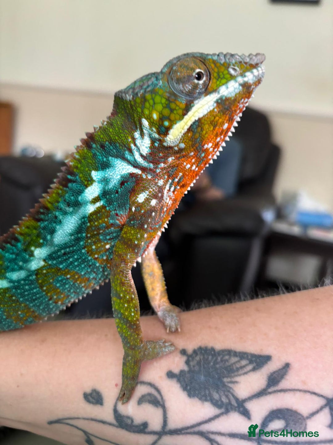 Chameleon reptiles for sale: Male chameleon and full set up  - Image 2