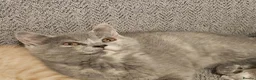 British Shorthair cats for sale: Stunning girl - Advert 3