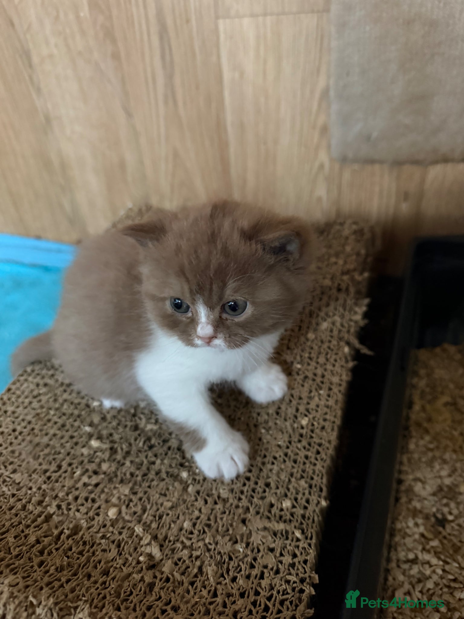 British Shorthair cats Non Active register  - Advert 8