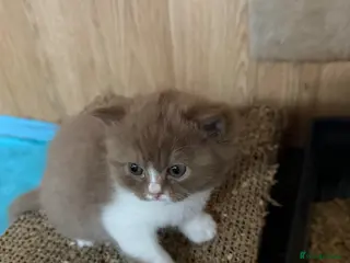 British Shorthair cats Non Active register - Advert 6