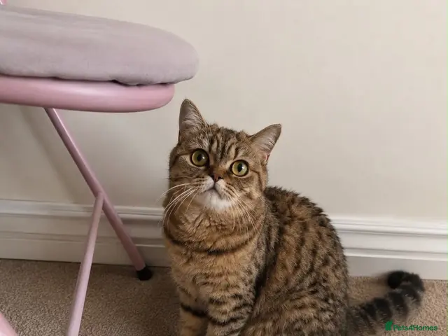 British Shorthair cats for sale: Golden Active British Short Hair Queen for Sale - Advert 8
