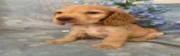 Cocker Spaniel dogs for sale: Show type cocker spaniel puppy’s  - Advert 15
