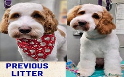 Australian Labradoodle dogs for sale: Exceptionally bred for Health! Temperament! Looks! - Advert 5