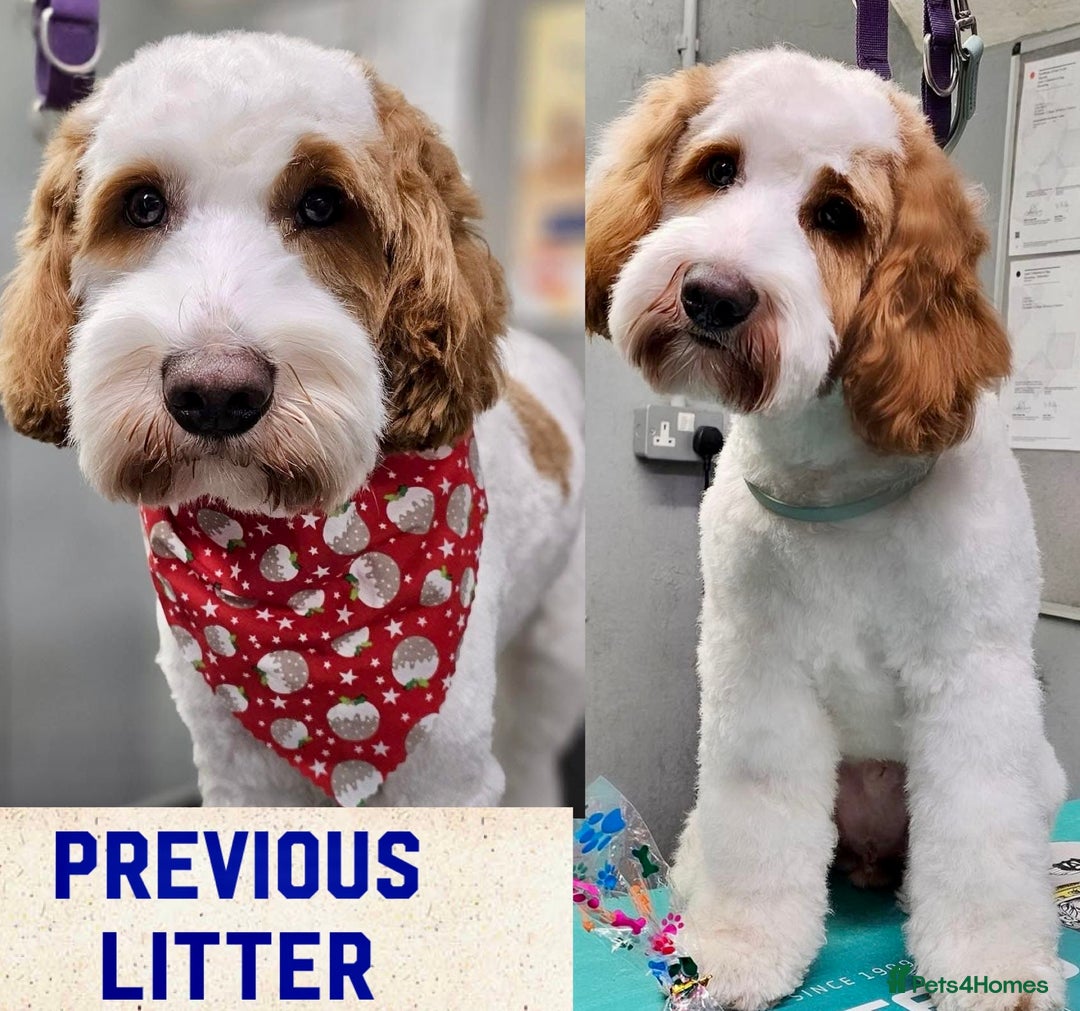 Australian Labradoodle dogs for sale: Exceptionally bred for Health! Temperament! Looks! - Advert 5