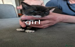 Mixed Breed cats for sale: Kittens for sale  - Image 2