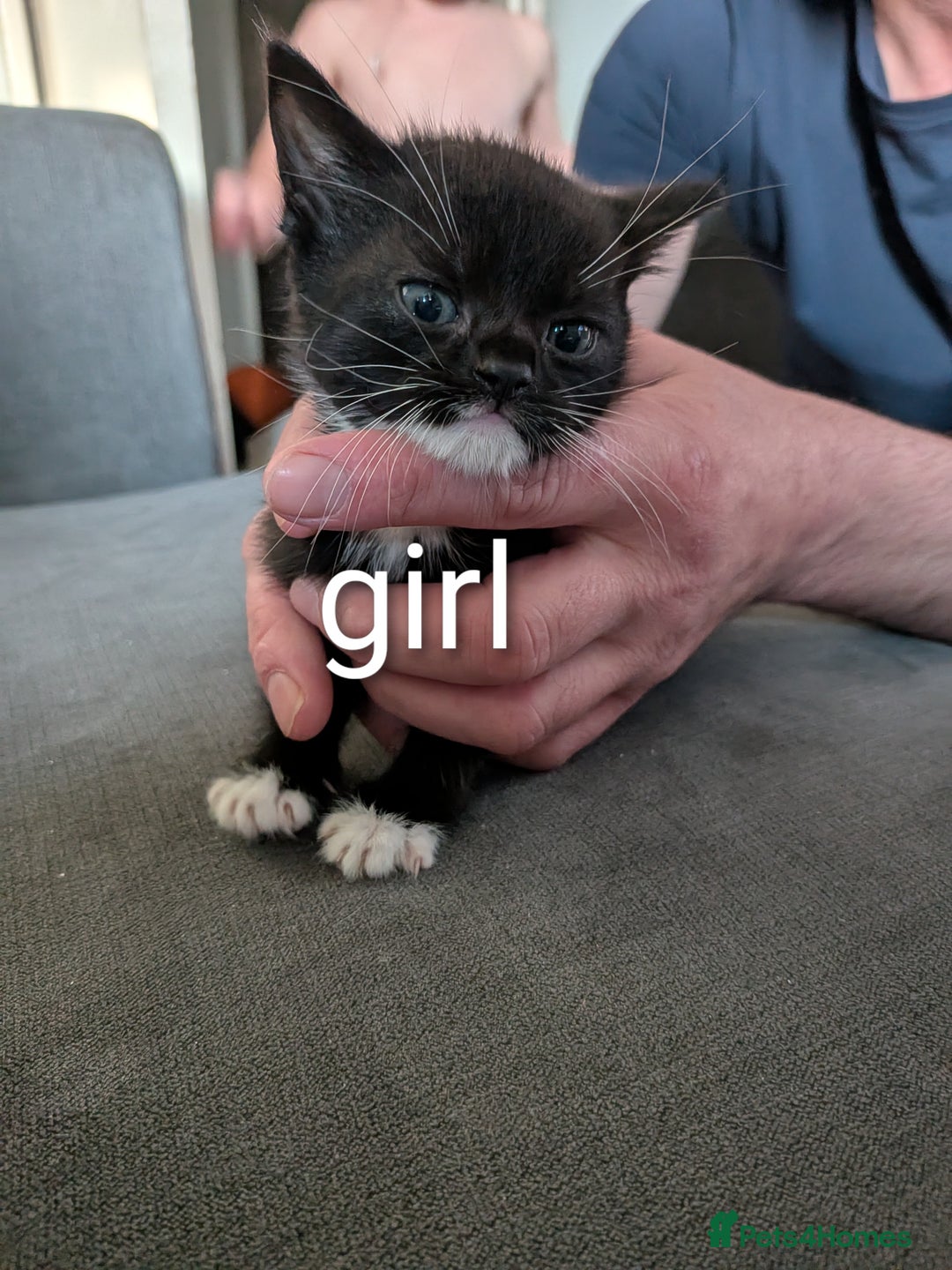 Mixed Breed cats for sale: Kittens for sale  - Image 2