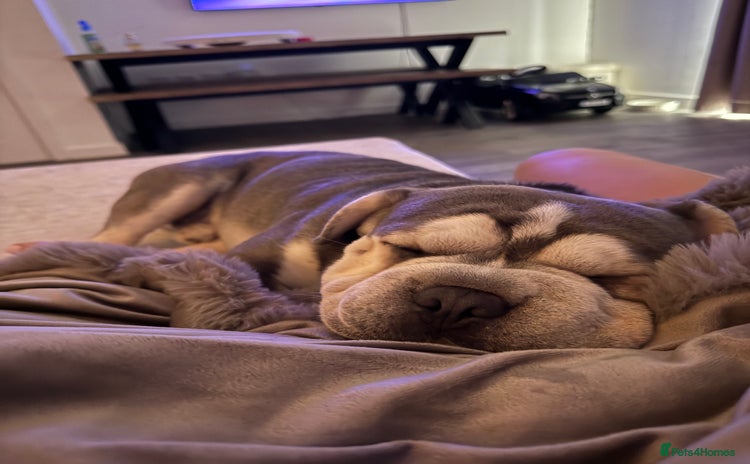 French Bulldog dogs - Advert 1