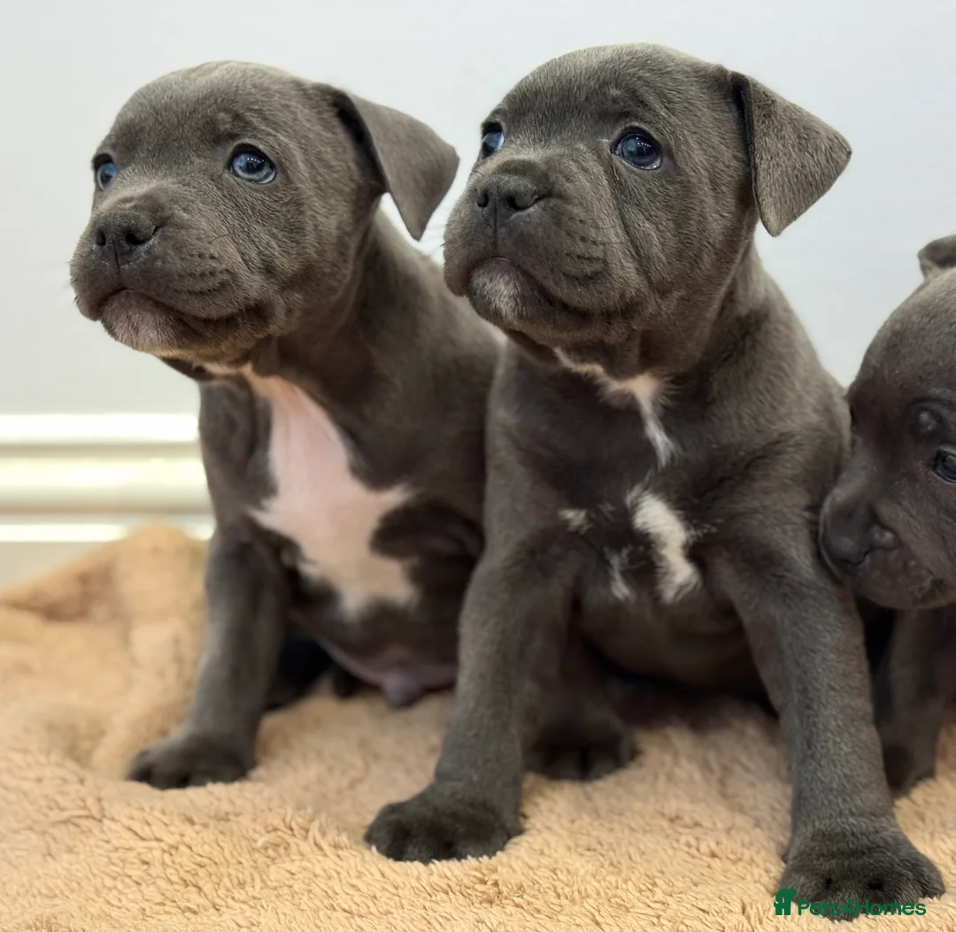 Staffordshire Bull Terrier dogs for sale: ❗️Adorable Staffy Puppies for Sale❗️ - Advert 15
