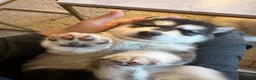 Mixed Breed dogs for stud: German Shepherd/Alaskan Malamute Isabella Coat - Advert 3