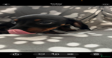 Dachshund dogs - Advert 11