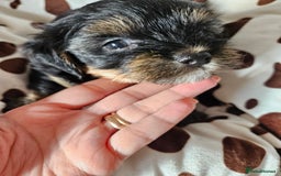 Yorkshire Terrier dogs for sale: DNA TESTED Father - Yorkshire Terrier puppies  - Image 23