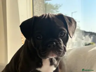 Frug dogs French-bulldog/pug puppies 🐶READY NOW - Advert 8