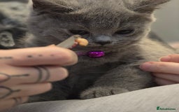 British Shorthair cats for sale: BSH kittens ready now vet checked - Image 11