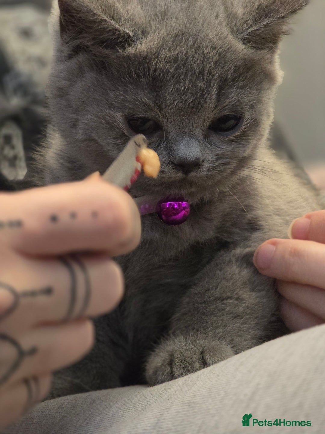 British Shorthair cats for sale: BSH kittens ready now vet checked - Image 11