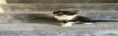 Mixed Breed Kitten 2