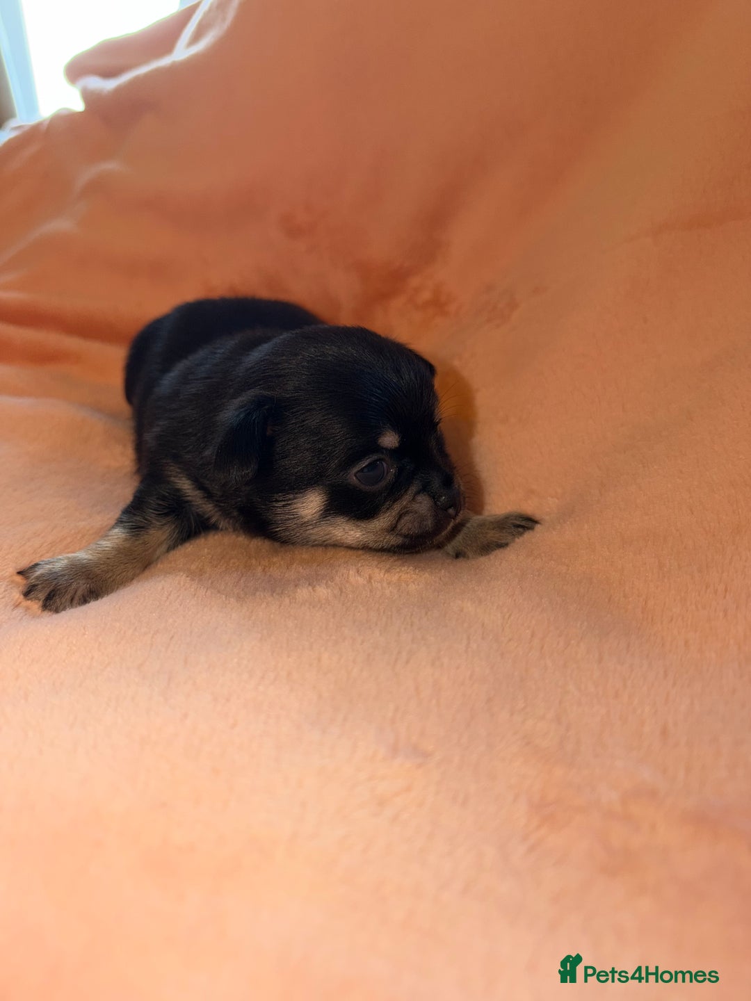 Chihuahua dogs for sale: Fuzzy playful baby boy tri coloured  - Advert 7