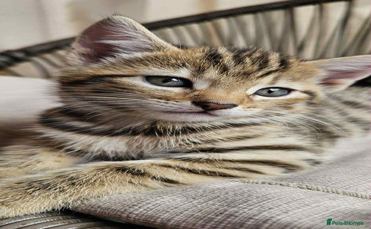Brazilian Shorthair cats - Advert 2