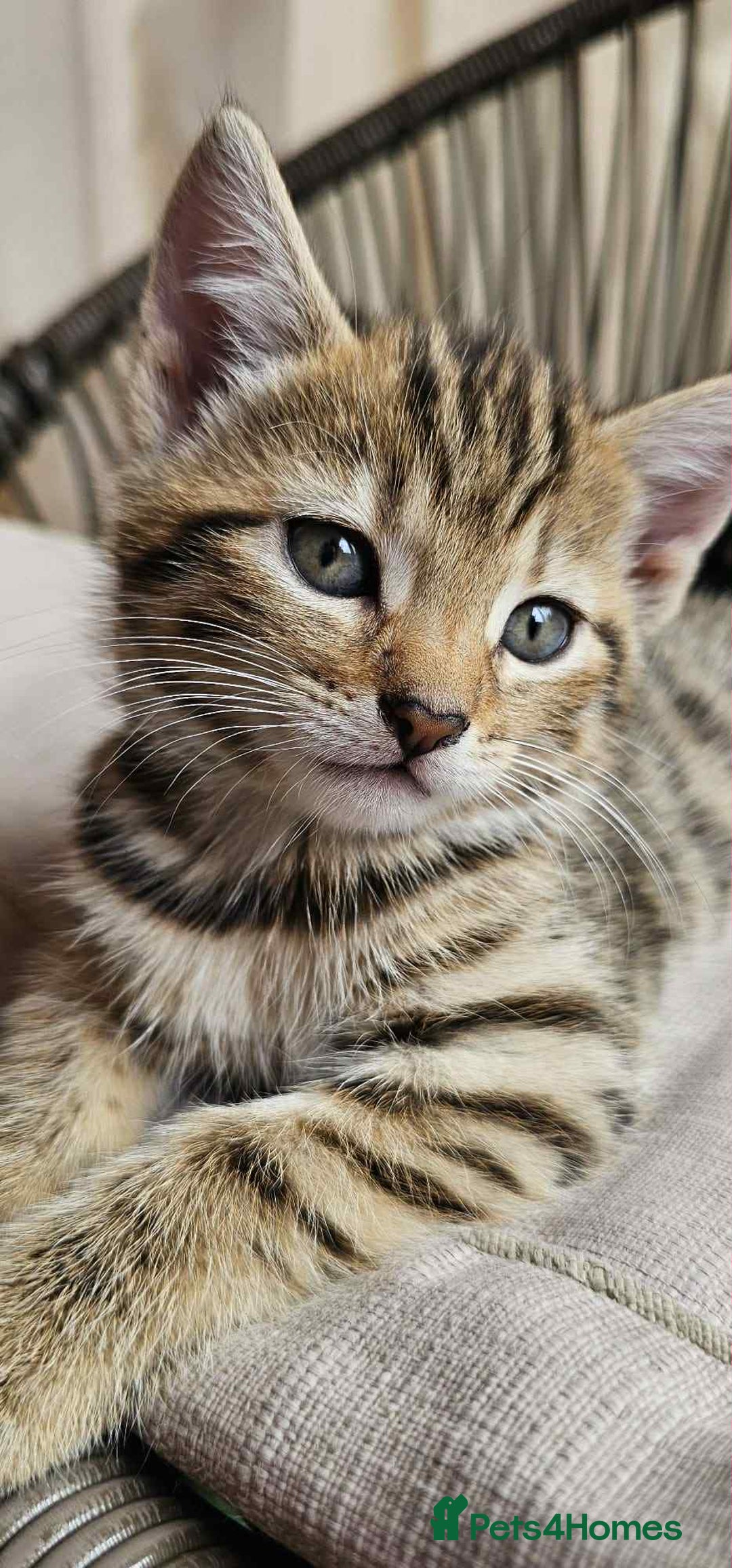 Brazilian Shorthair cats for sale: Tabby Cats  - Image 6