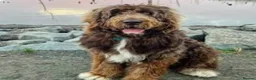 Newfypoo dogs for sale: Rare Newfypoo Puppies.  Stunning colors - Advert 10