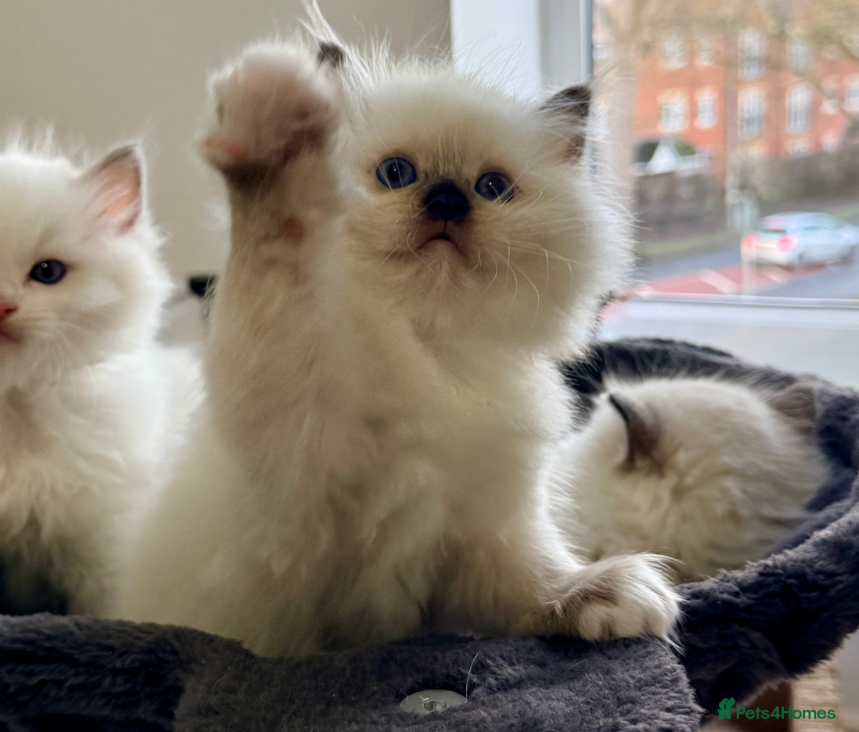 Ragdoll cats ✨ 4 Gorgeous Ragdoll Kittens ✨ - Advert 1