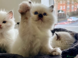 Ragdoll cats ✨ 4 Gorgeous Ragdoll Kittens ✨ - Advert 1