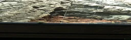 Rat Snake reptiles for sale: 2-3 year old Russian Ratsnake + entire setup in Warwick - Advert 3