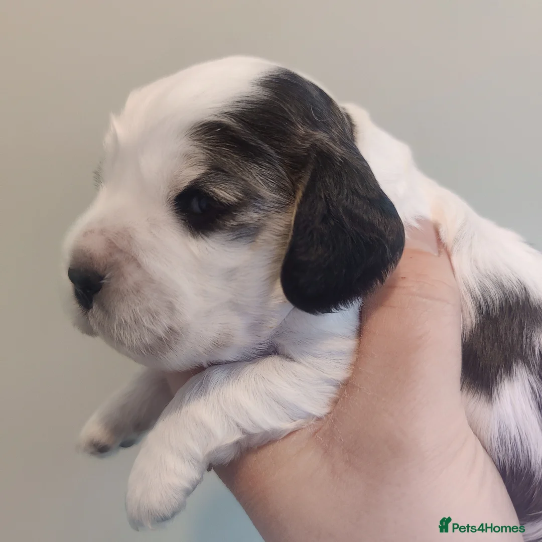 Cocker Spaniel dogs for sale: KC Registered Show Type Cocker Spaniels  - Advert 15