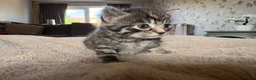 Domestic Shorthair cats for sale: STUNNING KITTENS  in Bristol - Advert 8