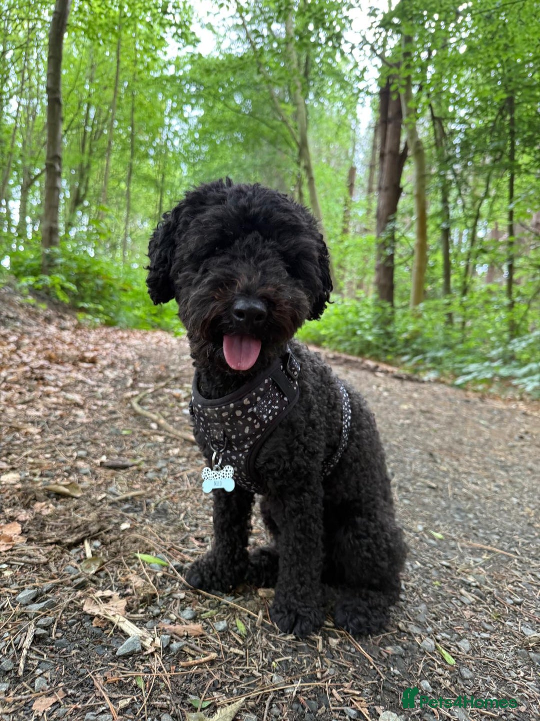 Cavapoochon dogs for sale: Beautiful cavapoochon needing an urgent home! - Advert 13