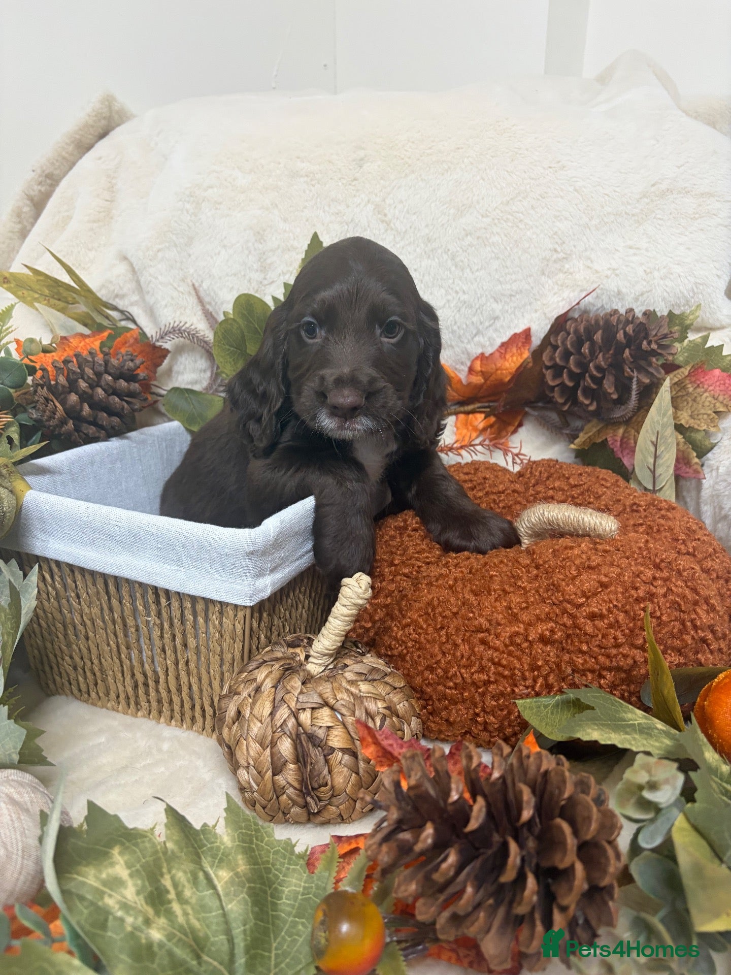 Cocker Spaniel dogs Chocolate male Show Cocker Spaniel  - Advert 1