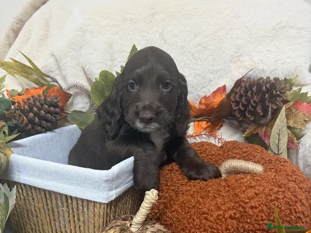 Cocker Spaniel dogs for sale: Chocolate male Show Cocker Spaniel - Advert 1