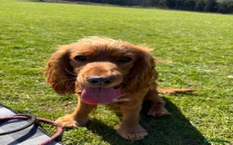 Cocker Spaniel dogs for sale: 🐾 Adorable Cocker Spaniel Puppies  - Image 8