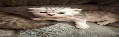 Scottish Fold 1
